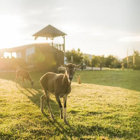 Lejlighed Hof Koehne - Altes - Dachstube Links