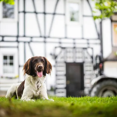 Hof Koehne - Altes - Dachstube Links Lejlighed Schmallenberg